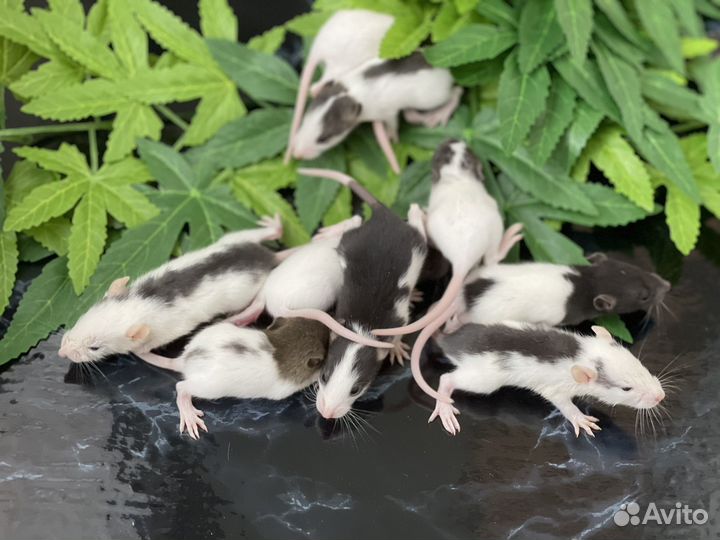 Грызуны крысы декоративные ручные и кормовые