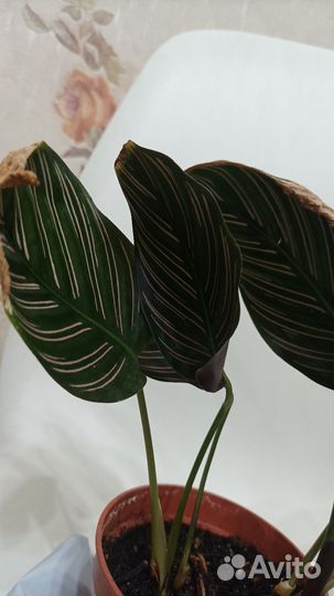 Калатея сандериана орната