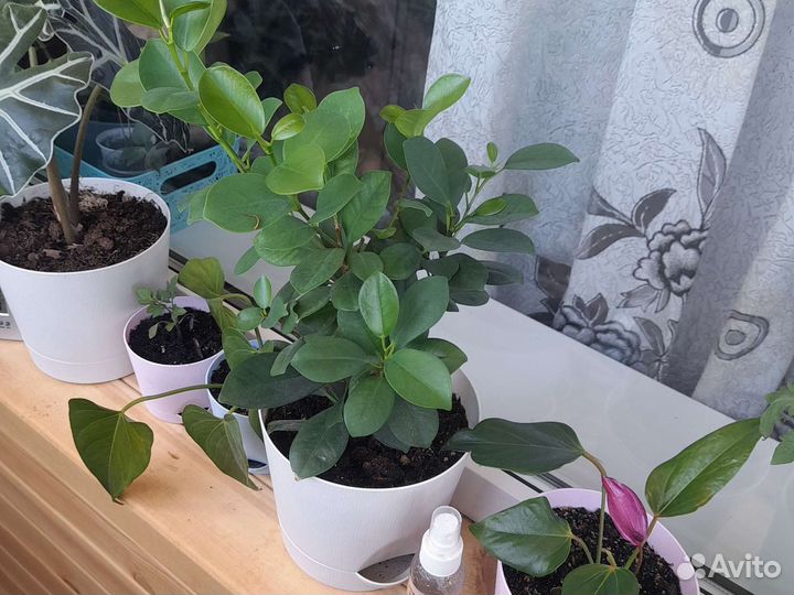 Фикус макломе