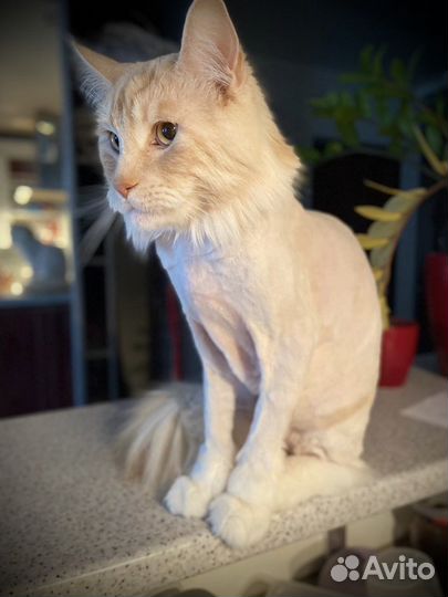 Груминг, стрижка кошек