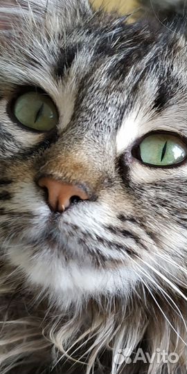 Отдам кошечку 2 года в хорошие руки