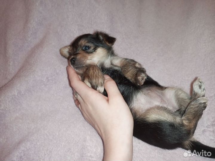 Йоркширский терьер