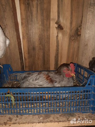 Петушки, Индюк