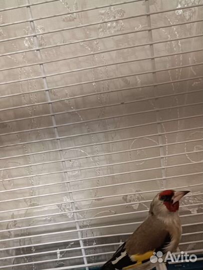 Седоголовый щегол