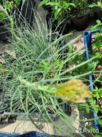 Растения для сада