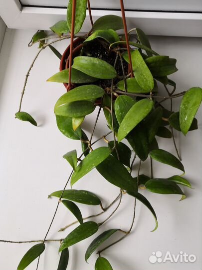 Хойи, сеткреазия