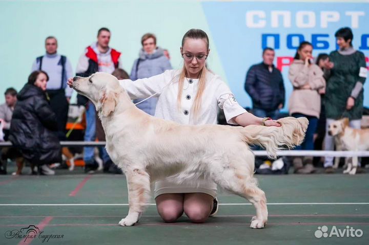 Золотистый ретривер