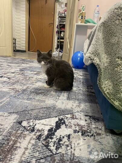 Передержка кошек