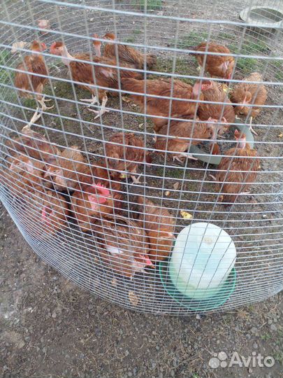 Куры несушки