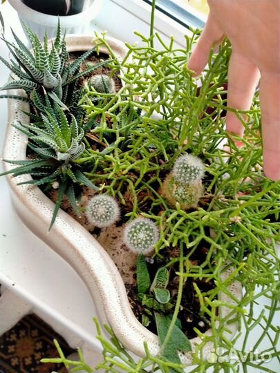 Кактусы и суккуленты