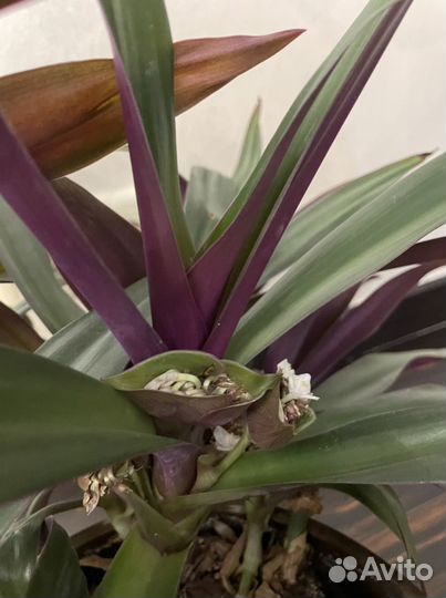 Комнатные растения