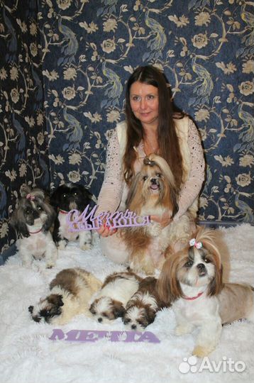 Ши-тцу вязка