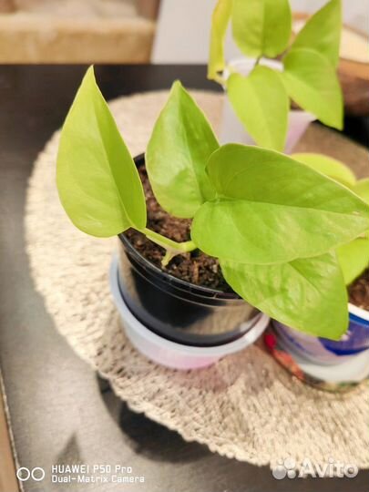 Эпипремнум неон