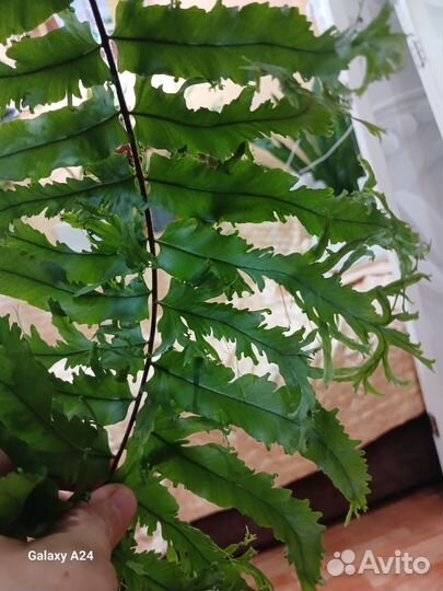 Папоротник Гибрид