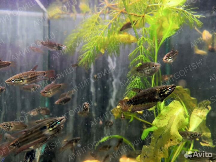 Гурами Ворчащий (Trichopsis Shaleri)