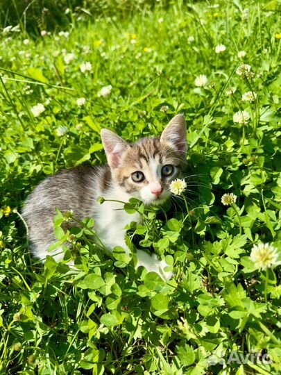 Котята в добрые руки бесплатно