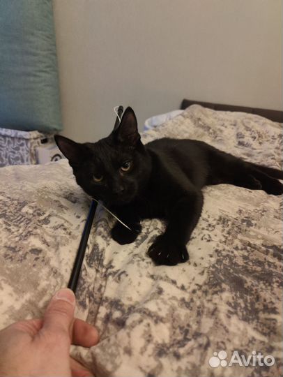 Котёнок