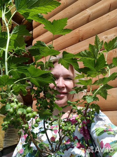 Спиреи, пузыреплодники, ягодные и др