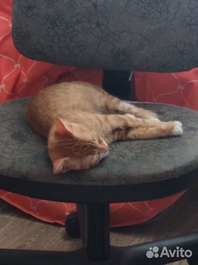 Рыжий котенок девочка домашняя