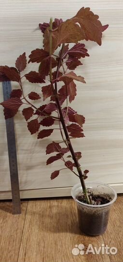 Колеусы, ирга