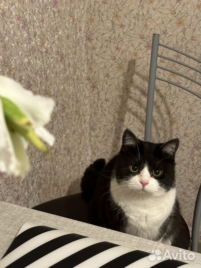 Отдам кота в добрые руки