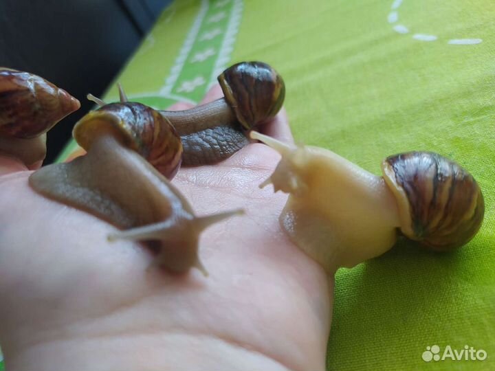 Улитки ахатины, бесплатно