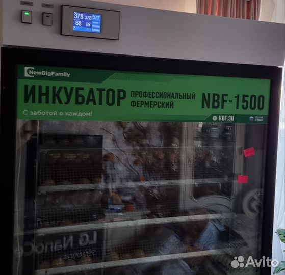 Инкубатор выводной