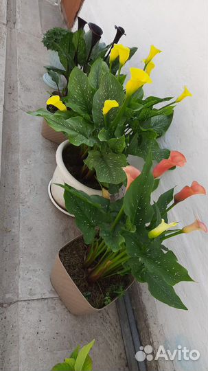 Цветы каллы