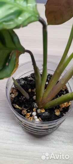 Калатея Бурле Макси калатея Амагрис