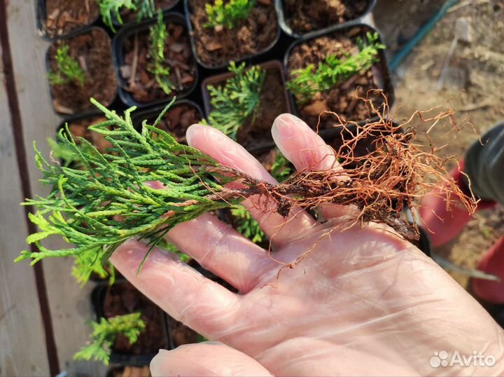 Туя Смарагд саженцы