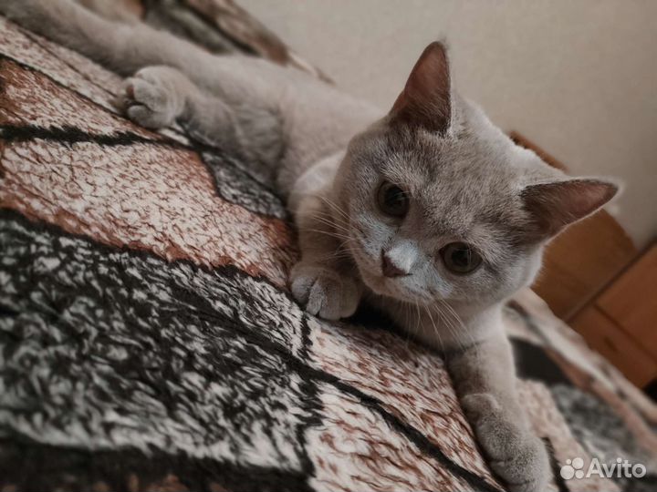 Кот британец отдам