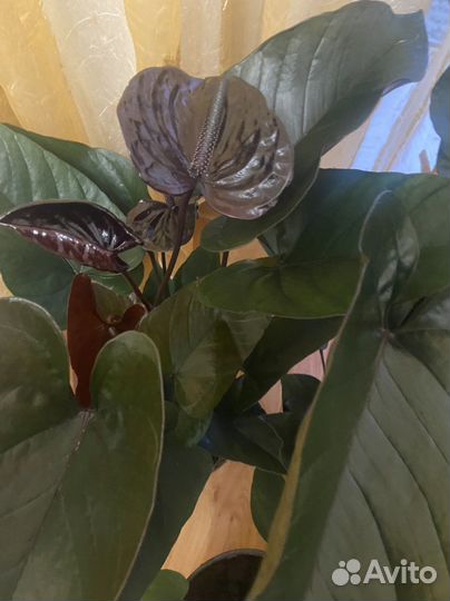 Антуриум Черный дракон