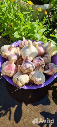 Чеснок дачный
