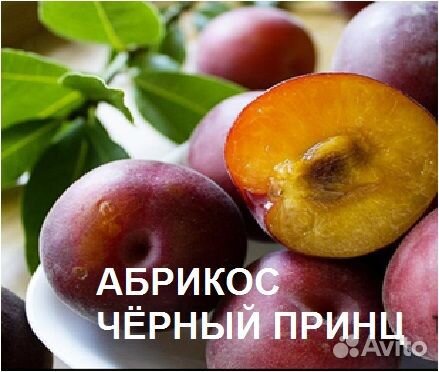 Саженцы абрикоса
