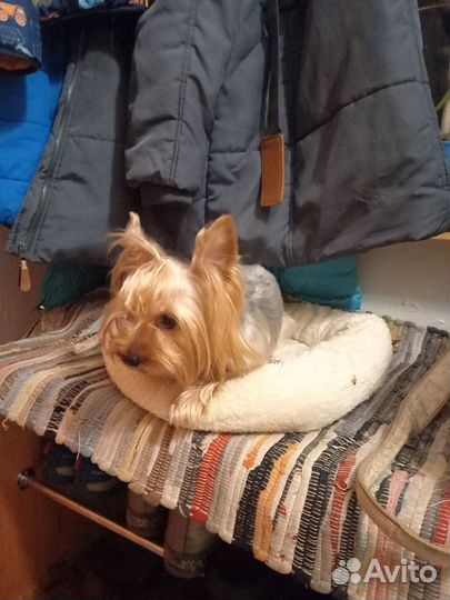 Передержка собак маленьких пород