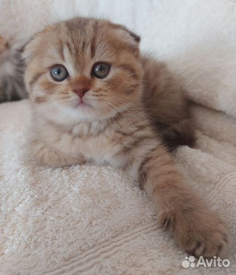 Зеленоглазые шиншиллы