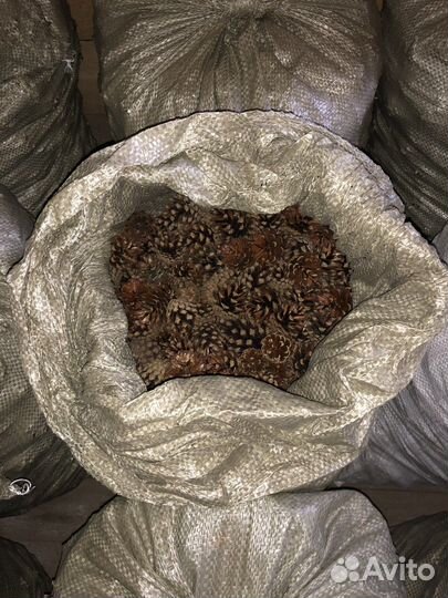 Шишки сосновые для мульчирования