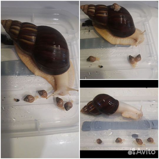 Улитята Ахатины