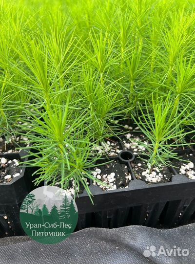 Зкс и окс Сосна Ель Лиственница сеянцы Голуб горн