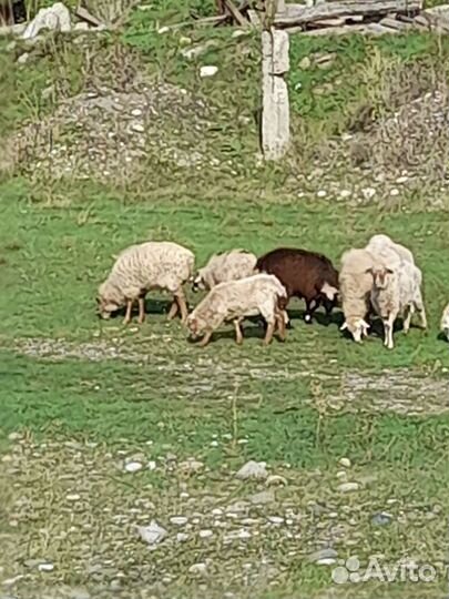 Бараны курдючной породы
