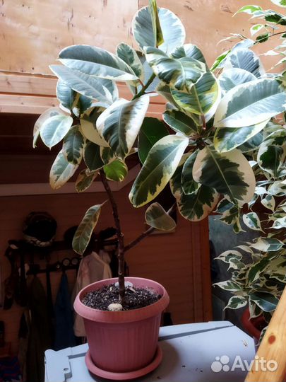 Комнатные цветы