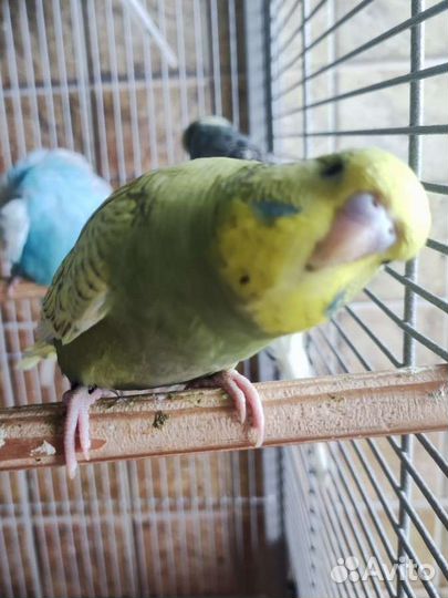 Выставочный волнистый попугай, самка