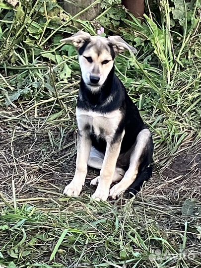 Отдам щенка в добрые руки бесплатно