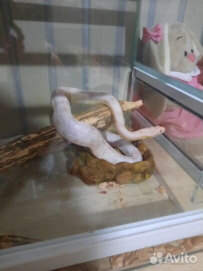 Змея маисовый полоз