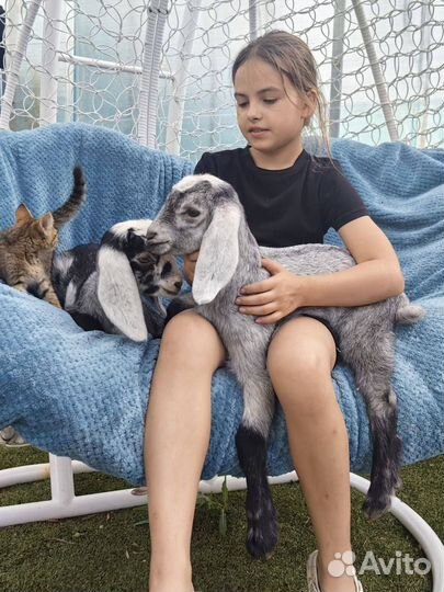 Продажа козлят