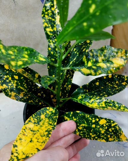 Комнатные растения цветы разновидности