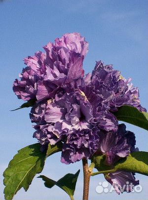 Гибискус сирийский черенки опт