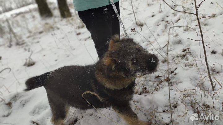 Собака смесь с немцем