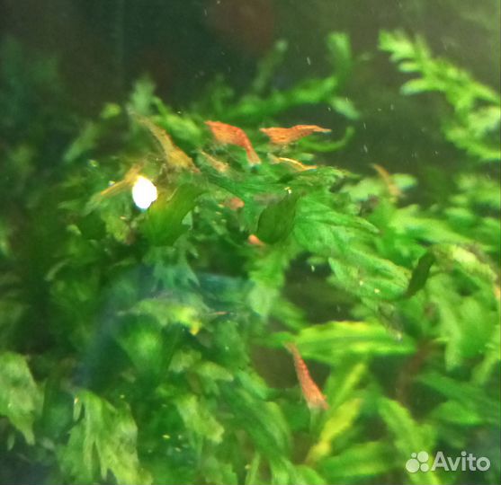 Рыбки Креветки Улитки Растения