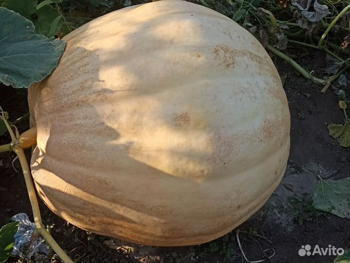 Семена тыквы